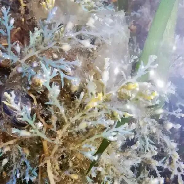 🎄 Mini-stage algues – Menu spécial Noël