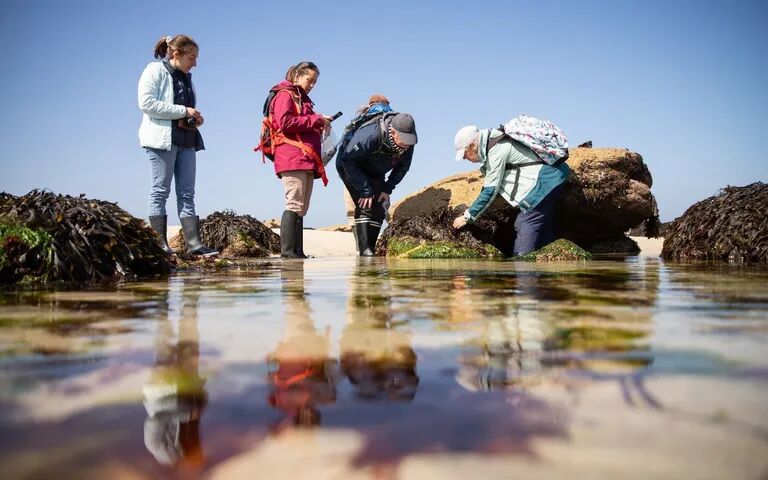Algues Estran'ørdinaires